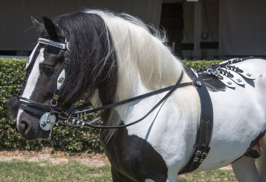 VV King William - Gypsy Vanner Stallion